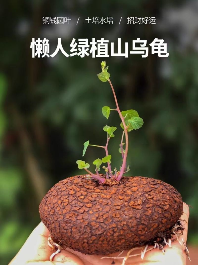 山乌龟爬藤植物盆栽室内红藤圆叶金不换阳台花园多肉块根花卉
