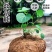 山乌龟爬藤植物盆栽室内红藤圆叶金不换阳台花园多肉块根花卉