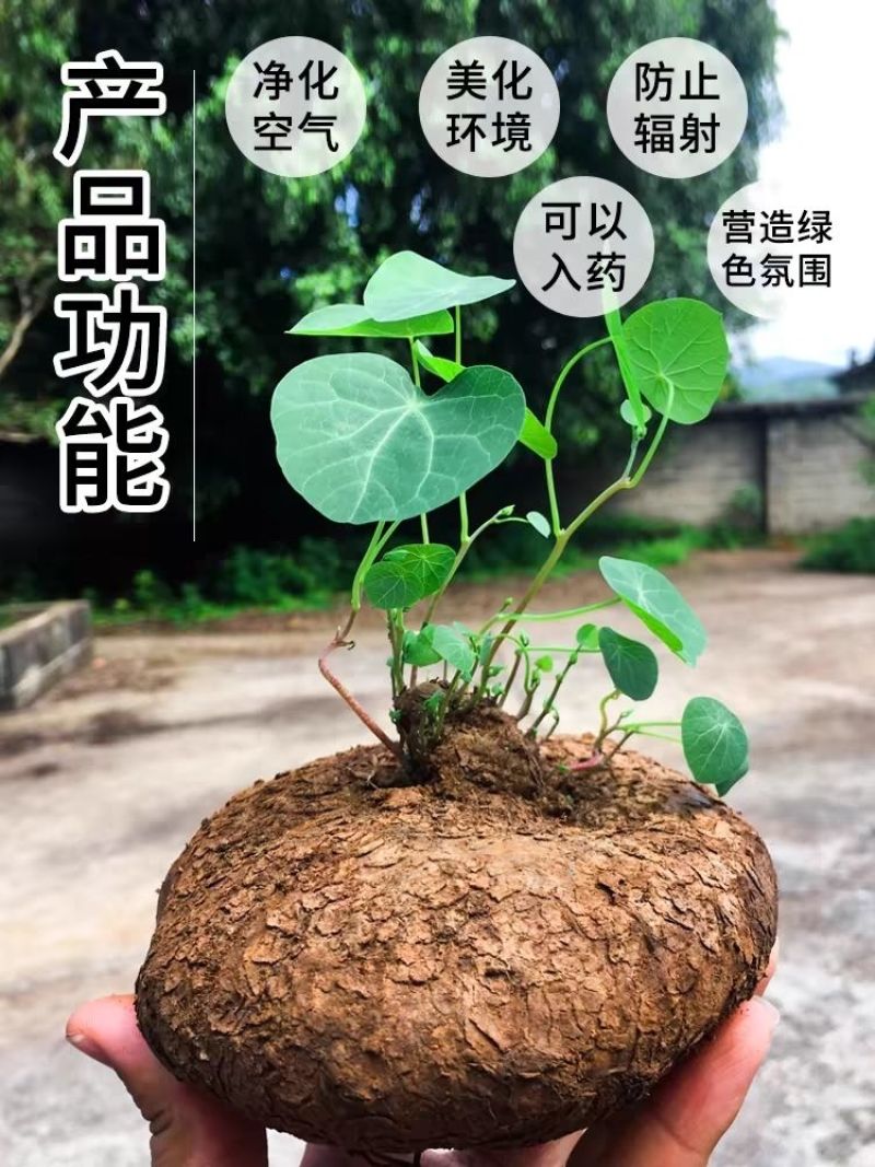 山乌龟爬藤植物盆栽室内红藤圆叶金不换阳台花园多肉块根花卉
