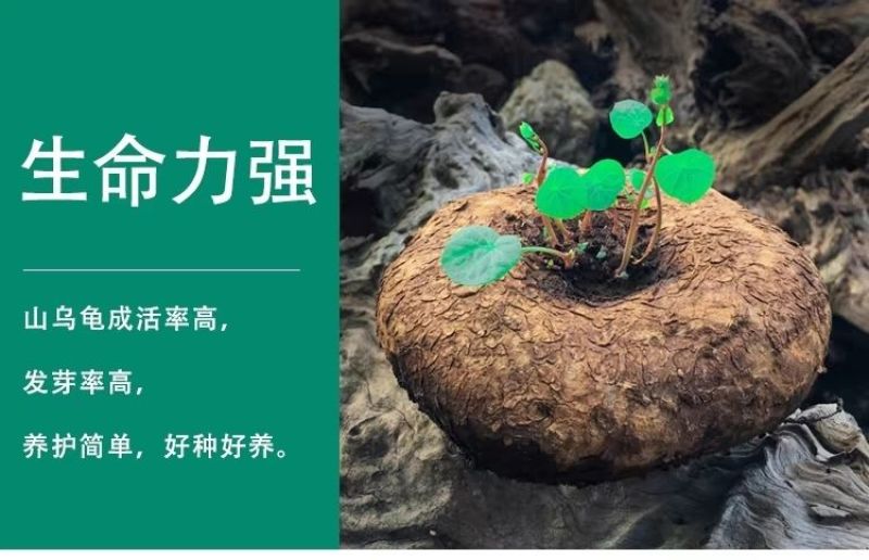 山乌龟爬藤植物盆栽室内红藤圆叶金不换阳台花园多肉块根花卉