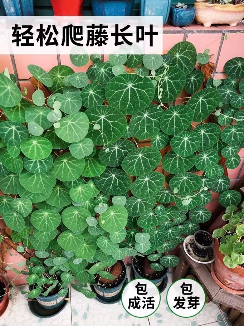 山乌龟爬藤植物盆栽室内红藤圆叶金不换阳台花园多肉块根花卉