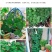山乌龟爬藤植物盆栽室内红藤圆叶金不换阳台花园多肉块根花卉