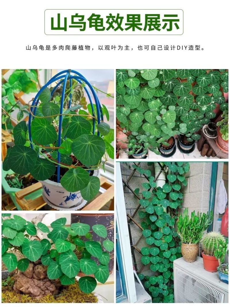 山乌龟爬藤植物盆栽室内红藤圆叶金不换阳台花园多肉块根花卉