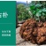 山乌龟爬藤植物盆栽室内红藤圆叶金不换阳台花园多肉块根花卉