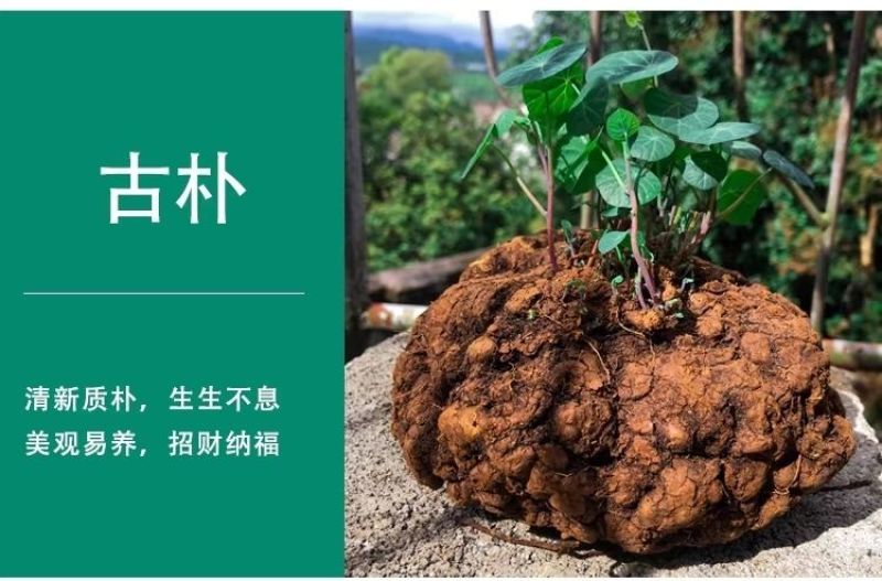 山乌龟爬藤植物盆栽室内红藤圆叶金不换阳台花园多肉块根花卉