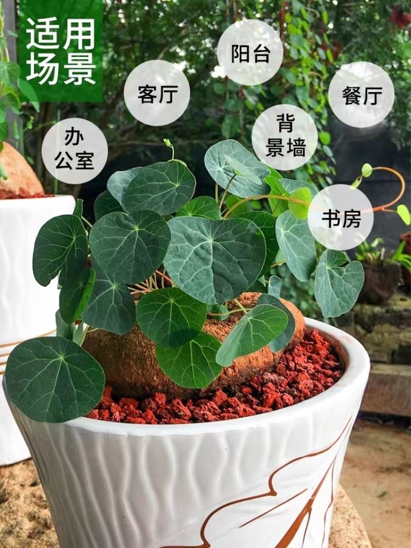 山乌龟爬藤植物盆栽室内红藤圆叶金不换阳台花园多肉块根花卉