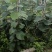 水杨桃嫁接翠香猕猴桃苗基地直发量大从优欢迎来电