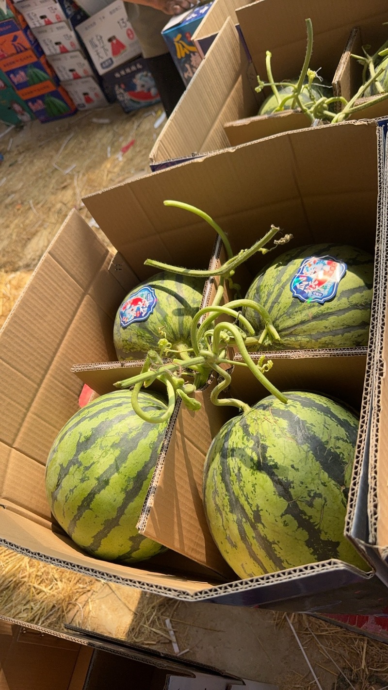 《推荐》无籽有籽美都产地供货，大红瓤小薄皮皮薄多汁甜口感