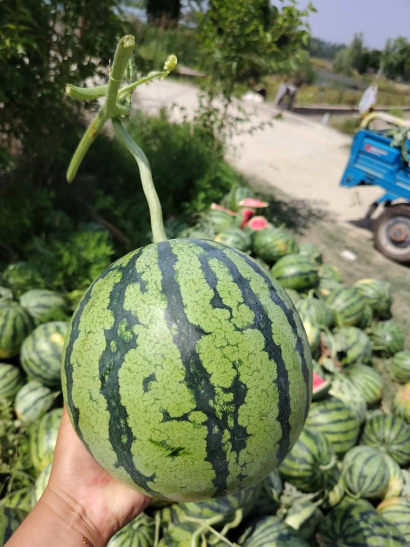 《推荐》无籽有籽美都产地供货，大红瓤小薄皮皮薄多汁甜口感