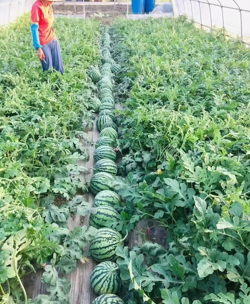 《推荐》无籽有籽美都产地供货，大红瓤小薄皮皮薄多汁甜口感