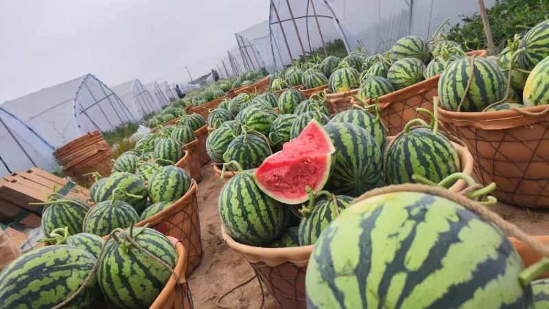《推荐》无籽有籽美都产地供货，大红瓤小薄皮皮薄多汁甜口感