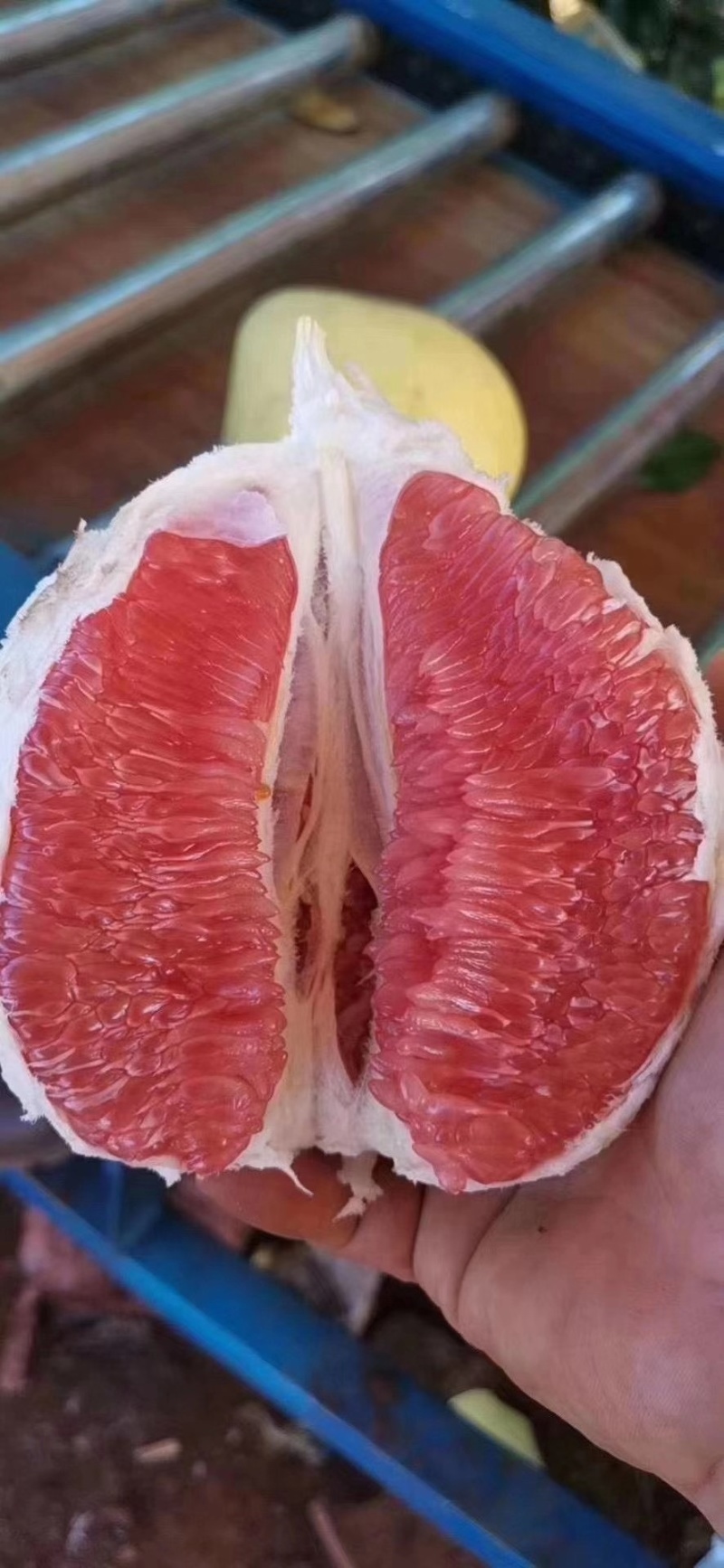 湖南精品套袋红心蜜柚大量现货供应产地一手货源欢迎咨询