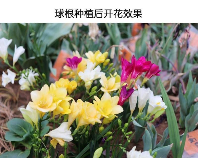 香雪兰种球四季多年生花香浓郁重瓣小苍兰好养活花卉盆栽植物