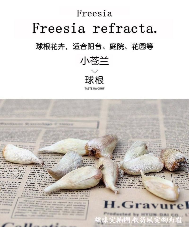 香雪兰种球四季多年生花香浓郁重瓣小苍兰好养活花卉盆栽植物