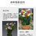 香雪兰种球四季多年生花香浓郁重瓣小苍兰好养活花卉盆栽植物