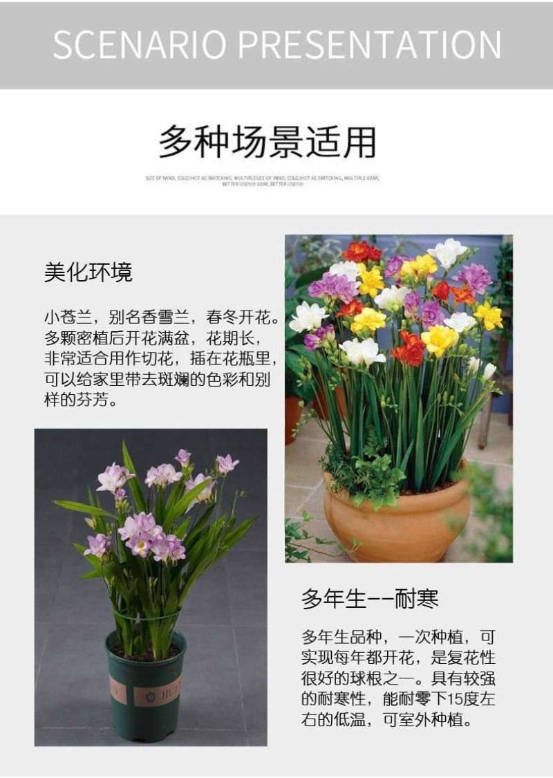 香雪兰种球四季多年生花香浓郁重瓣小苍兰好养活花卉盆栽植物