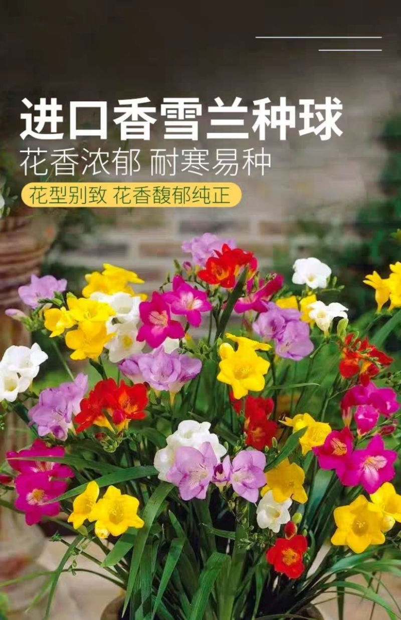香雪兰种球四季多年生花香浓郁重瓣小苍兰好养活花卉盆栽植物