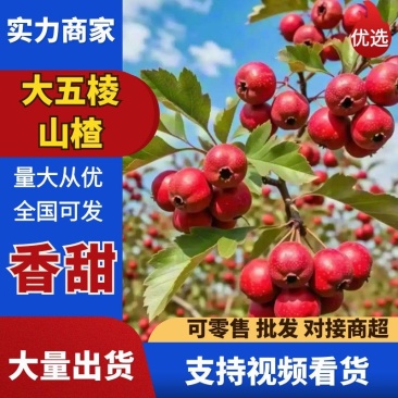大五棱山楂，当天摘当天发，产地直发