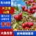 大五棱山楂，当天摘当天发，产地直发