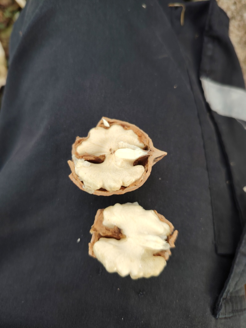 贵州高山醇香核桃。大山农家自种。无任何农药化肥。自然生长