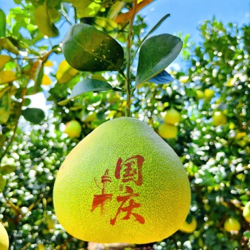 度尾文旦柚苗。高品质枝条嫁接