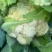 河北松花菜散花老式农户家自种现摘菜花散花农家优质花椰