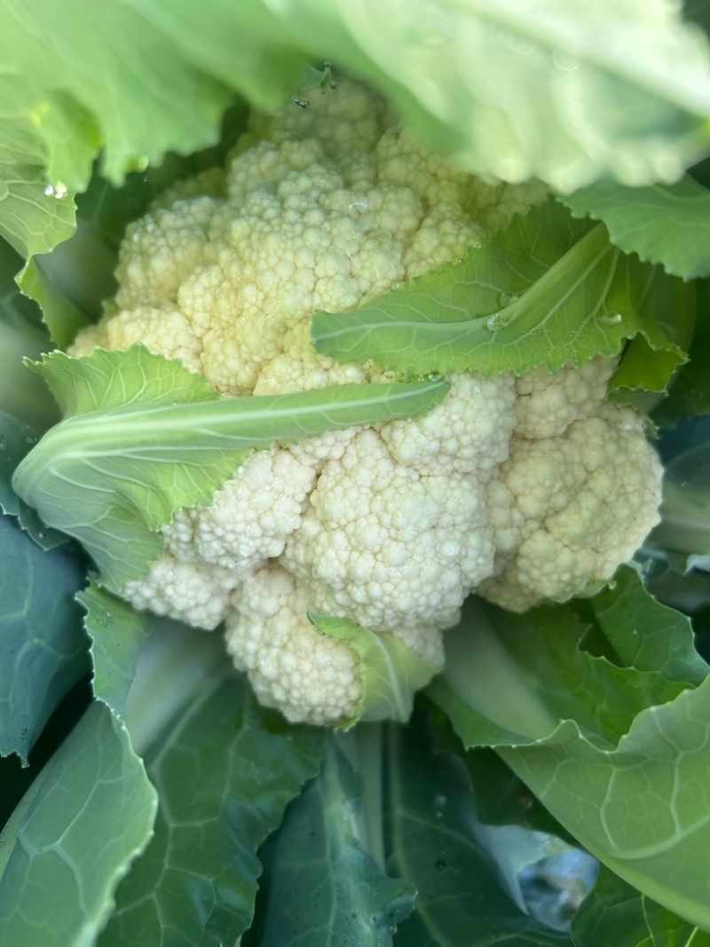 河北松花菜散花老式农户家自种现摘菜花散花农家优质花椰