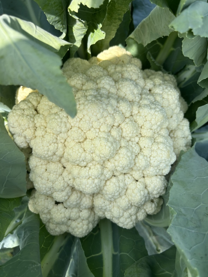 河北松花菜散花老式农户家自种现摘菜花散花农家优质花椰