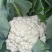 河北松花菜散花老式农户家自种现摘菜花散花农家优质花椰