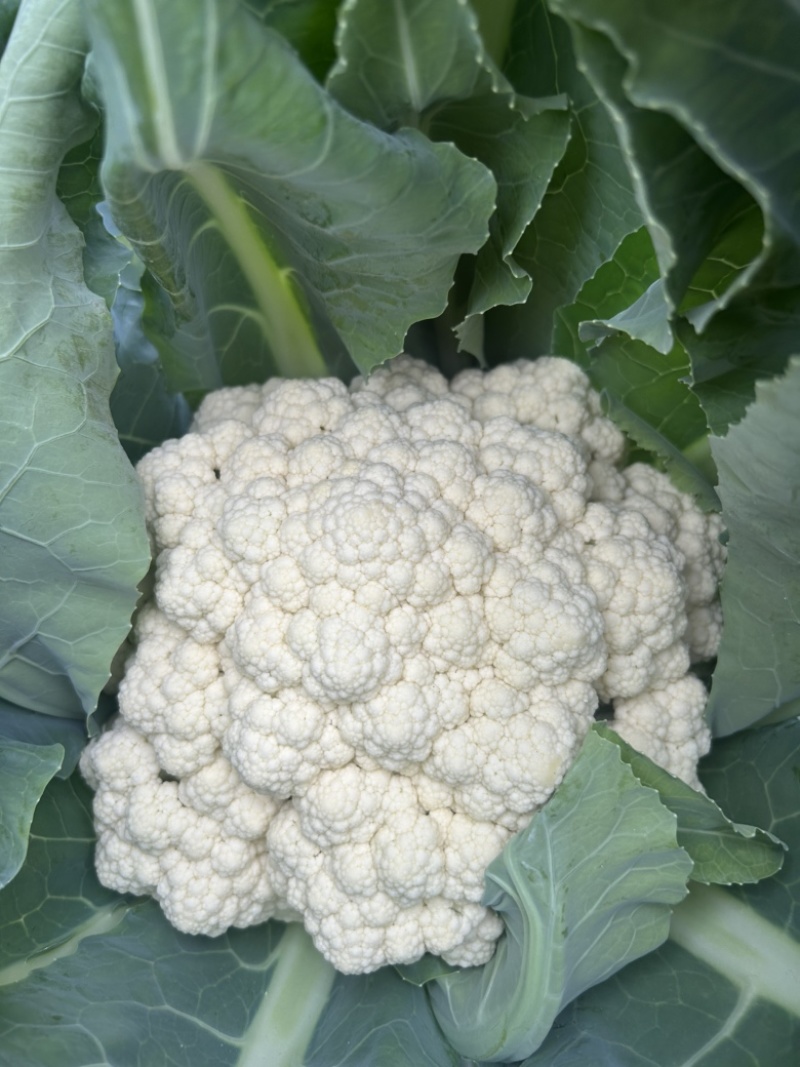 河北松花菜散花老式农户家自种现摘菜花散花农家优质花椰