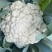 河北松花菜散花老式农户家自种现摘菜花散花农家优质花椰