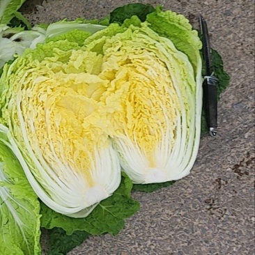 山西省文水县黄心白菜大量上市