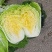 山西省文水县黄心白菜大量上市