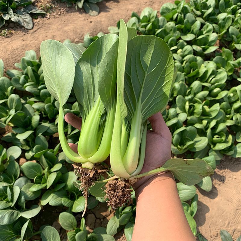 皇妃青梗菜种子速生小青菜种子蔬菜种子阳台耐热油绿青菜