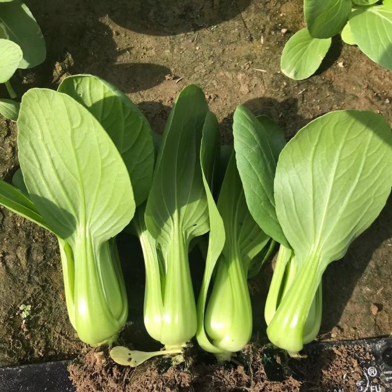 皇妃青梗菜种子速生小青菜种子蔬菜种子阳台耐热油绿青菜