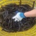 绥中新鲜大虾青虾鲜活超大对虾海鲜水产，每日现捕
