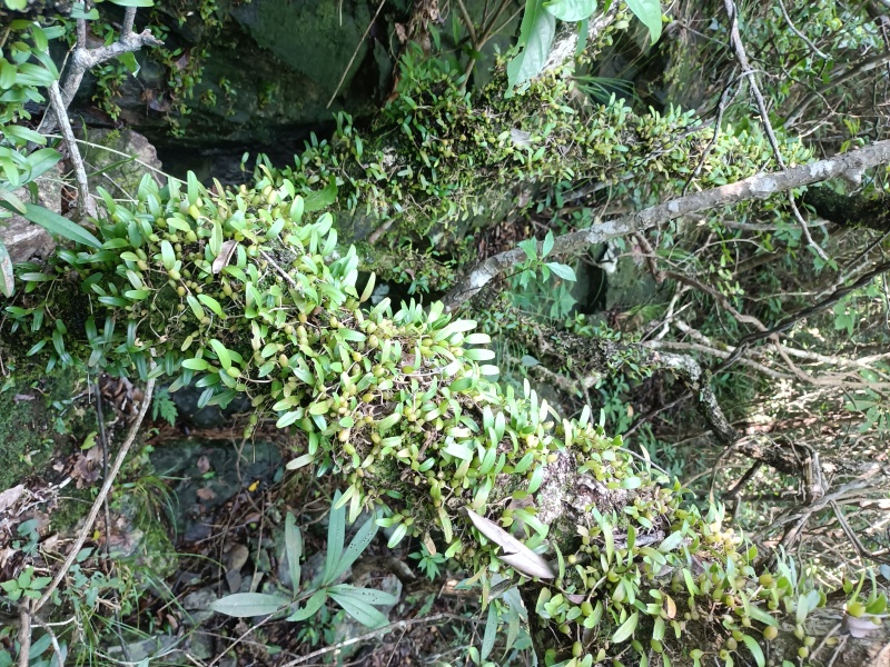 石橄榄单叶小果