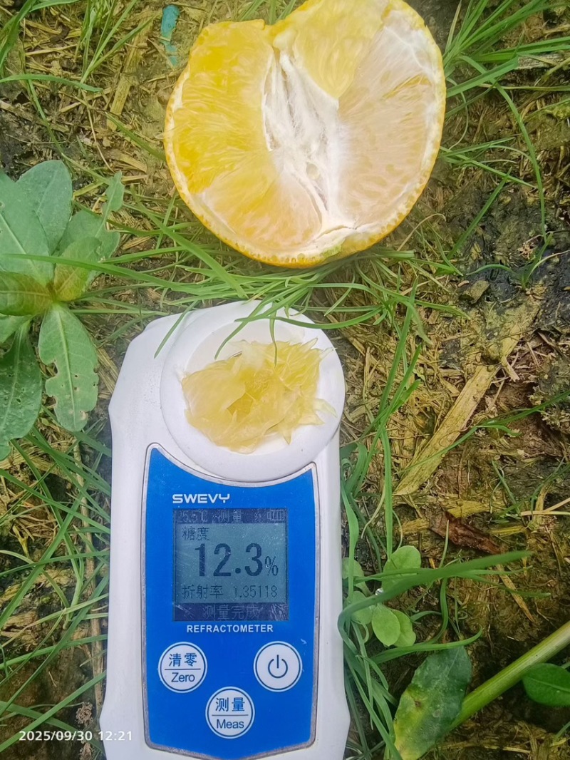 爱媛38号一手货源承接各种渠道分级大宗批发