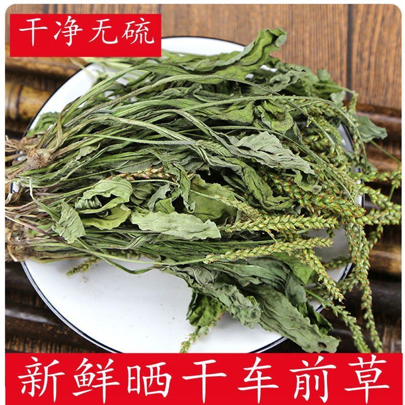 车前草整颗带根现采现晒干净无杂无硫熏冷背中药材