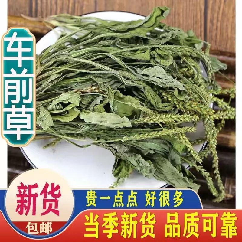 车前草整颗带根现采现晒干净无杂无硫熏冷背中药材
