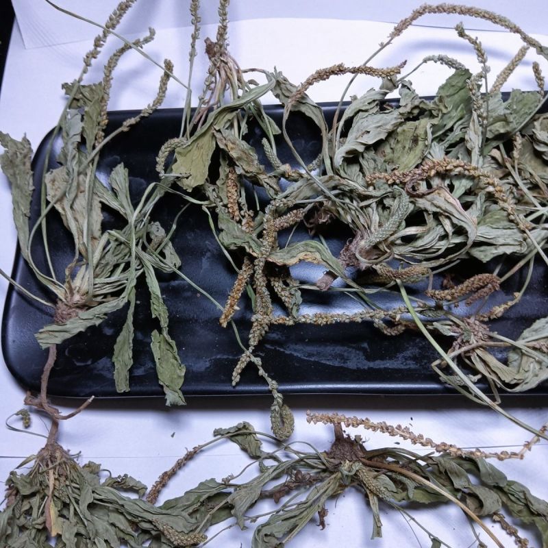 车前草整颗带根现采现晒干净无杂无硫熏冷背中药材