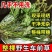 车前草整颗带根现采现晒干净无杂无硫熏冷背中药材