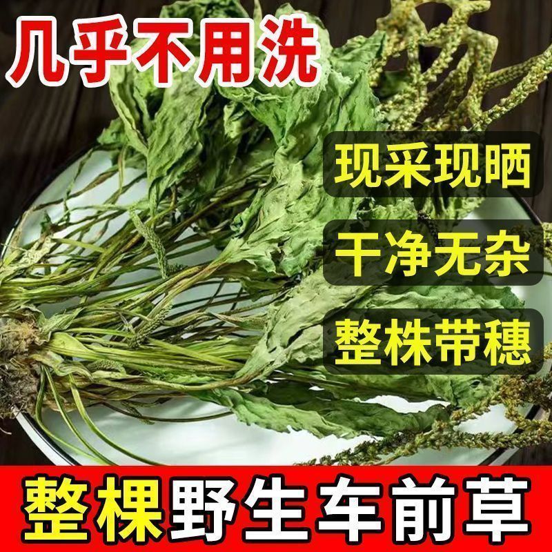 车前草整颗带根现采现晒干净无杂无硫熏冷背中药材