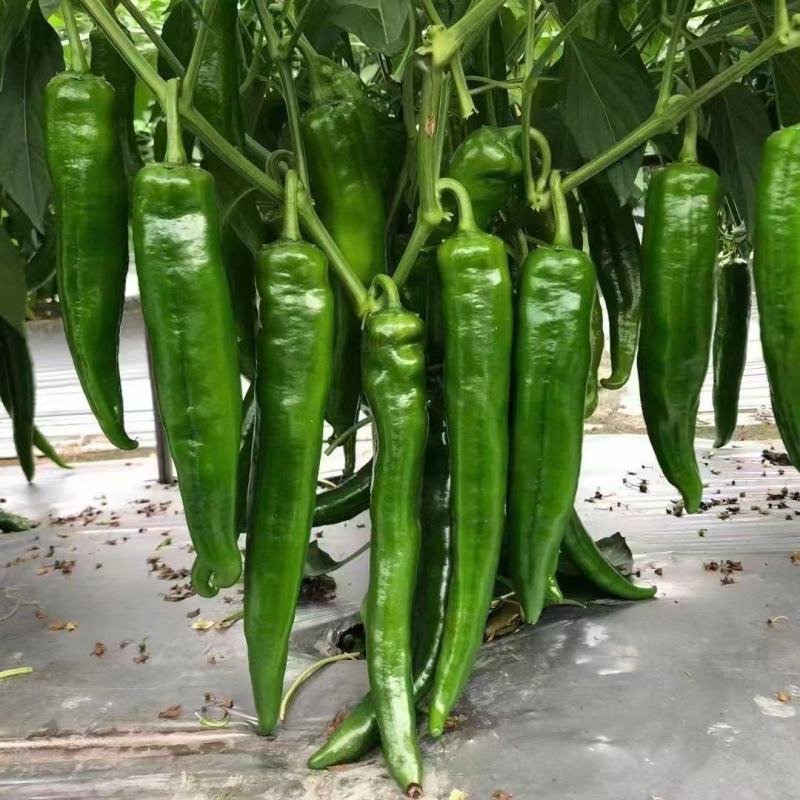 辣泼妇小羊角椒种子杂交羊角辣椒籽早熟高产辣味浓香辣