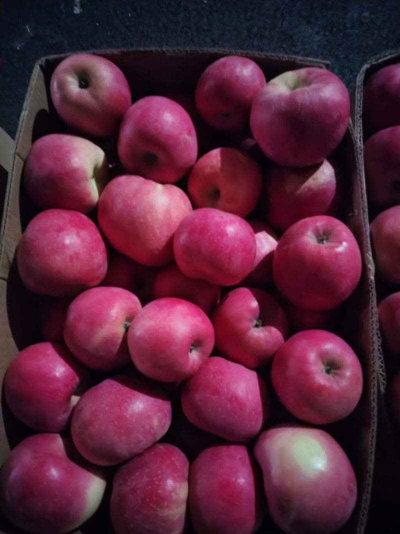 吉县红富士苹果大量上市需要的客商联系