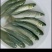 精品草鱼苗/渔产/鱼苗/自家养殖/供货至云贵川