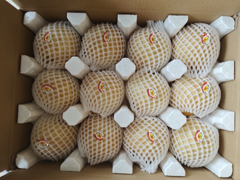 黄金梨