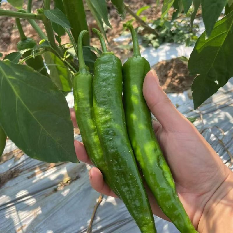 绿剑6号羊角形辣椒种子皮薄辣味浓香青果绿色果面