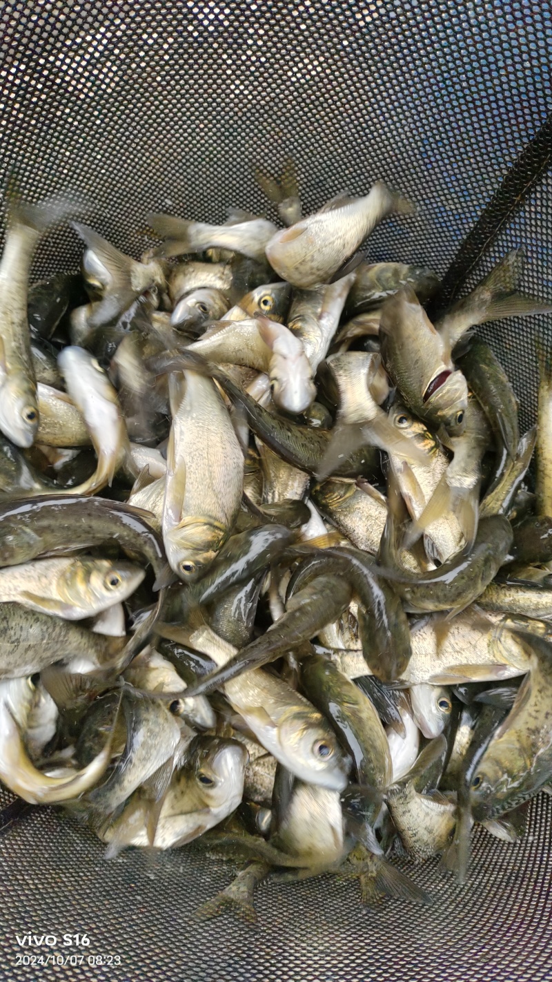 精品草鱼苗/渔产/鱼苗/自家养殖/供货至云贵川