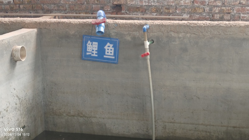 抗病毒杂交鲤鱼苗/渔产/鱼苗/自家养殖/供货至云贵川